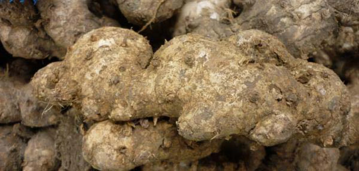 กันผีได้แน่นอน หามาปลูกแล้วดี "ว่านพระตะบะ"อิทธิฤทธิ์มาก ตลอดทั้ง ราก หัว ต้น ใบ สามารถคุ้มครองป้องกันอันตรายจากภูติผีปีศาจ และขับไล่..