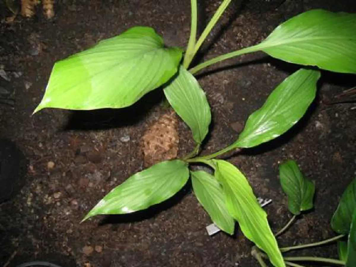 กันผีได้แน่นอน หามาปลูกแล้วดี "ว่านพระตะบะ"อิทธิฤทธิ์มาก ตลอดทั้ง ราก หัว ต้น ใบ สามารถคุ้มครองป้องกันอันตรายจากภูติผีปีศาจ และขับไล่..