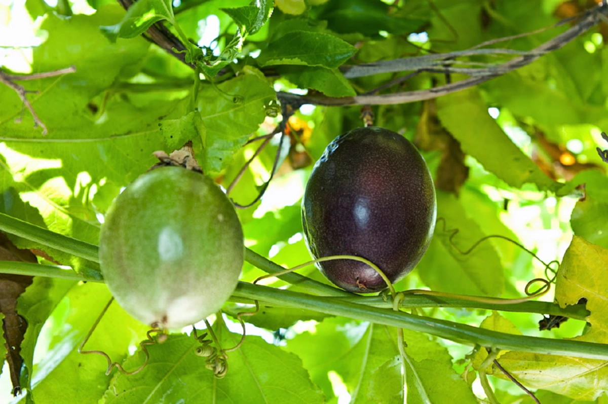 เสาวรส 3