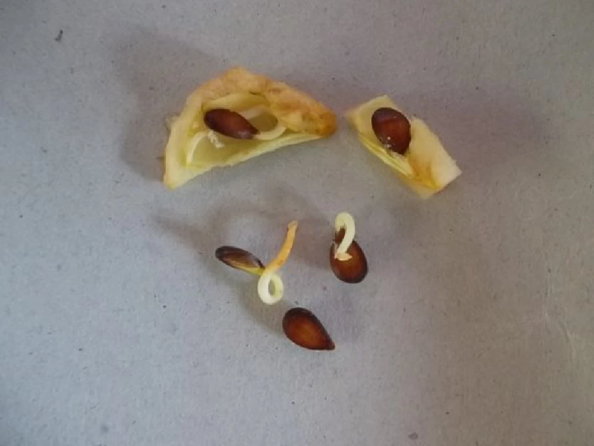 น้อยคนจะรู้ 8 ผลไม้ ปลูกได้จากผล ที่เราซื้อมากิน เพาะสุดง่าย ทำได้จริง