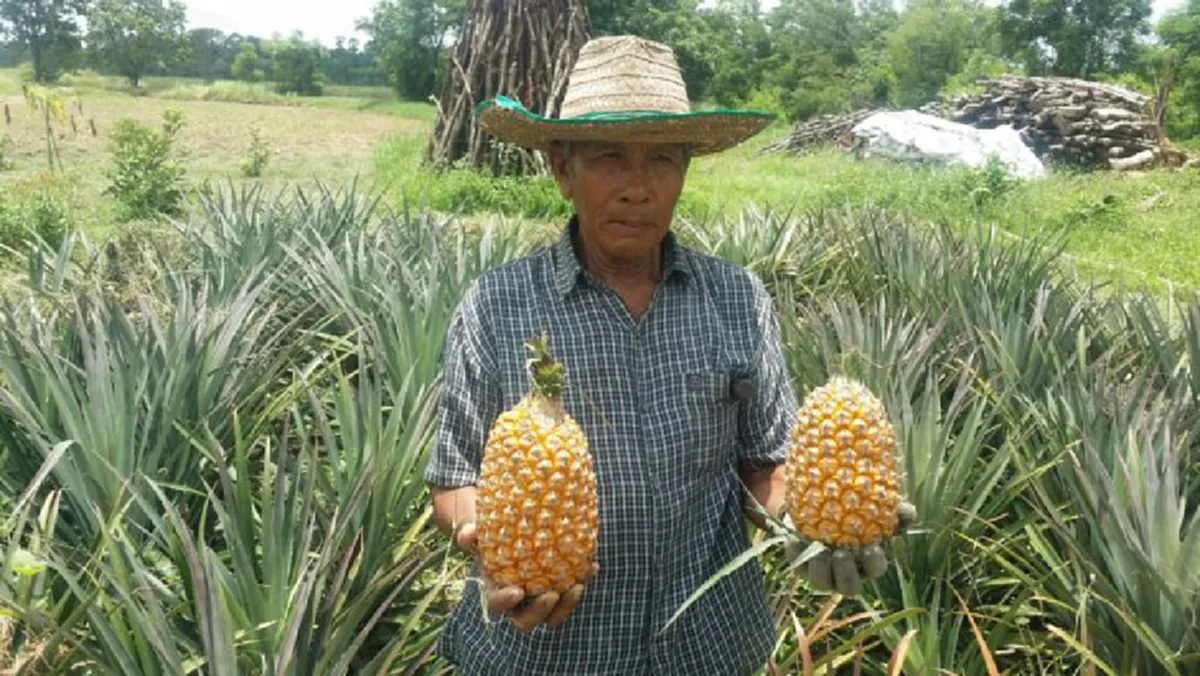 เกษตรกรยุค 4.0 ตัวจริง !! ตาวัย 70 ไอเดียแจ๋ว ปลูกผลไม้สุดแปลก "สับปะรดฉีกตา" พร้อมเผยเคล็ดลับขายดีถล่มทลาย...จนปลูกแทบไม่ทัน!! (มีคลิป)