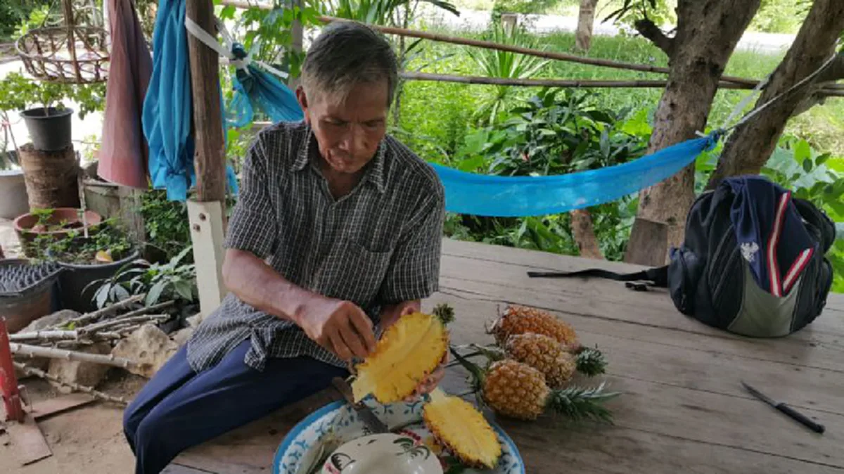 เกษตรกรยุค 4.0 ตัวจริง !! ตาวัย 70 ไอเดียแจ๋ว ปลูกผลไม้สุดแปลก "สับปะรดฉีกตา" พร้อมเผยเคล็ดลับขายดีถล่มทลาย...จนปลูกแทบไม่ทัน!! (มีคลิป)