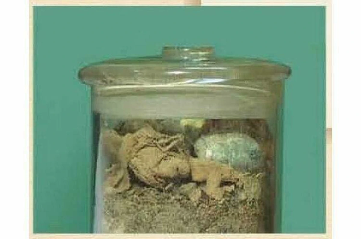 สุดอัศจรรย์!! ทีมนักโบราณคดีขุดพบ เถ้าพระอัฐิพระพุทธเจ้า ในซากสถูปใหญ่ที่เมืองเทวนิโมรี ทางตอนเหนือของรัฐคุชราต ประเทศอินเดีย