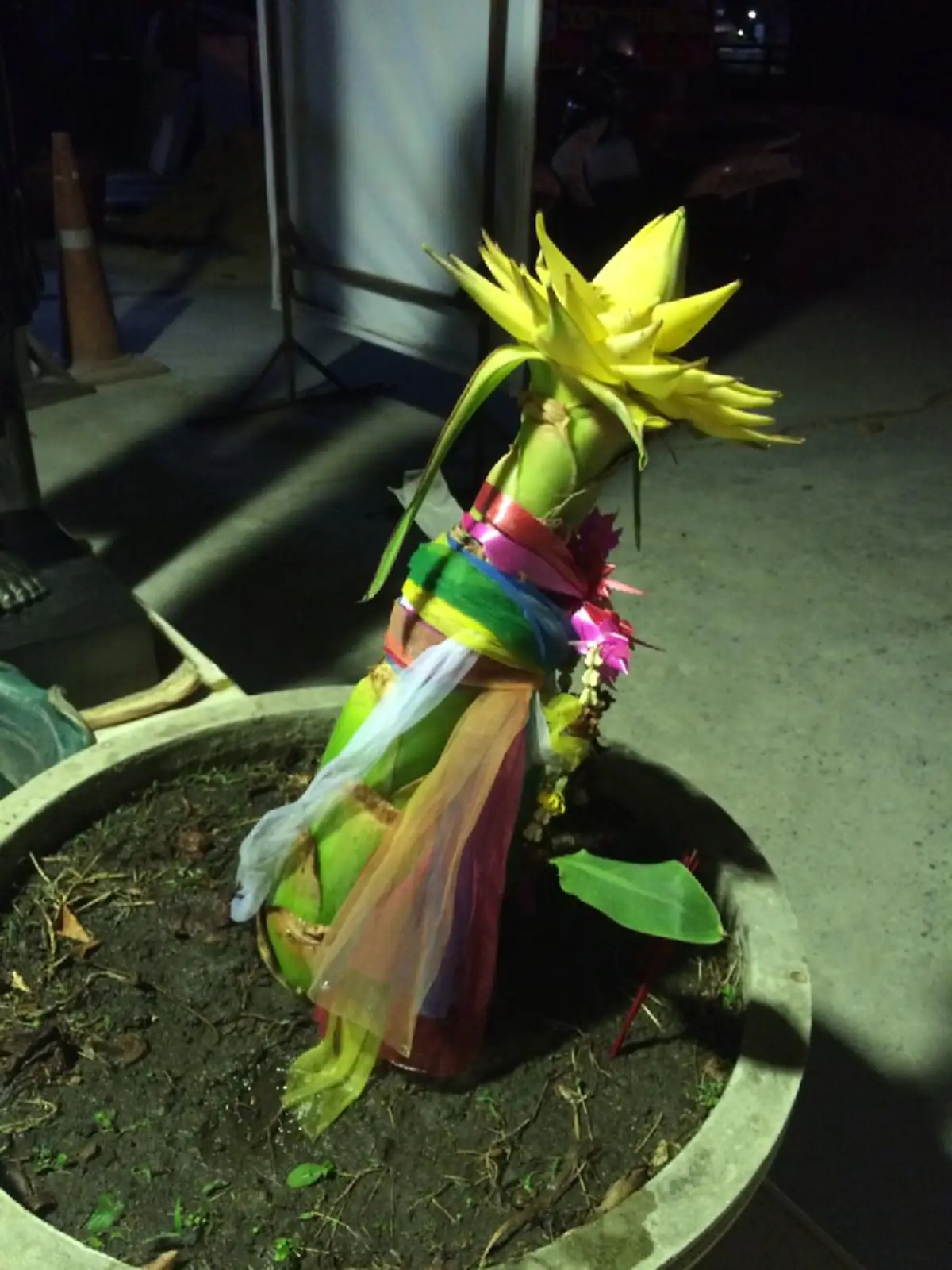 ไหว้กันมือระวิง!! "ต้นกล้วยประหลาด" ออกปลีคล้ายดอกบัว สีเหลืองทองอร่าม ชาวบ้านแห่ตีหวย ได้เลขเด็ด 2 ตัว งวดนี้รวยแน่!!