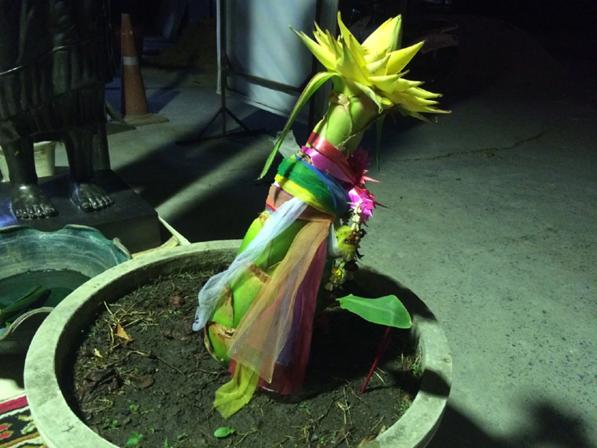 ไหว้กันมือระวิง!! "ต้นกล้วยประหลาด" ออกปลีคล้ายดอกบัว สีเหลืองทองอร่าม ชาวบ้านแห่ตีหวย ได้เลขเด็ด 2 ตัว งวดนี้รวยแน่!!