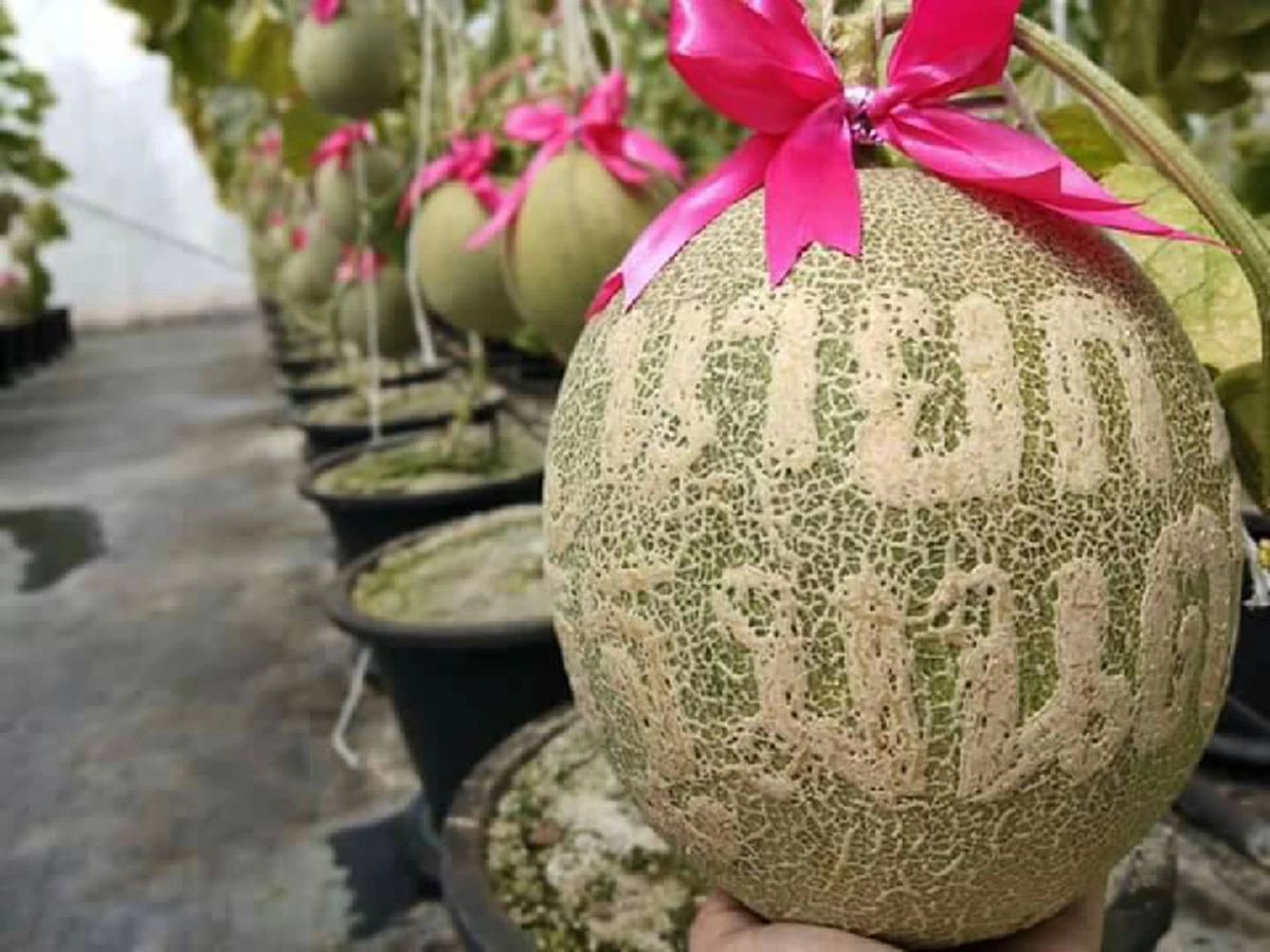 ไอเดียล้ำ !!! นร.รร.วัดเกาะ จ.ระยอง ปลูกเมล่อน  ประทับตรานายกรัฐมนตรี  เริ่มออกผลผลิตมาให้ได้กินแล้ว