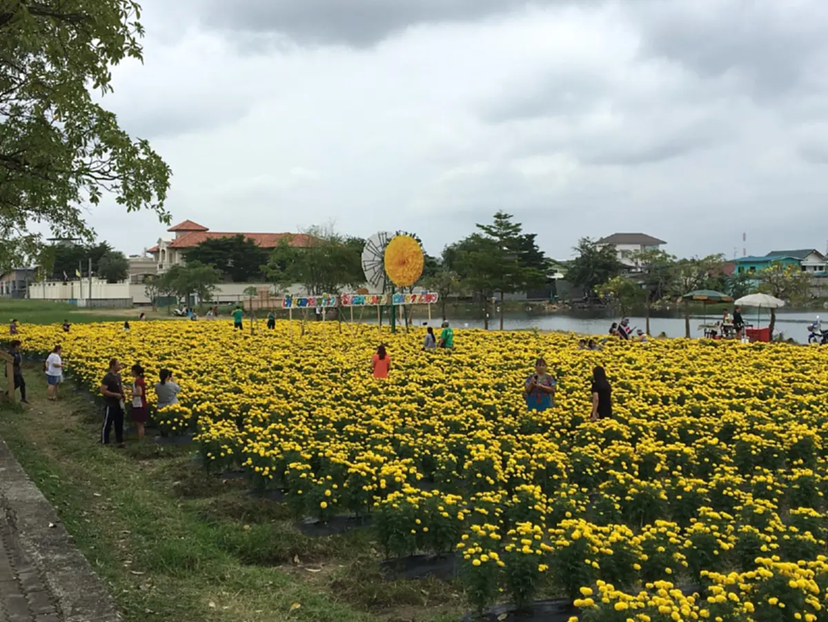 “เหลืองอร่ามบานสะพรั่ง” คนกรุงห้ามพลาดไม่ต้องถ่อไปถึงต่างจังหวัด ไปแค่เขตลาดพร้าว หลังแปลงดอกดาวเรืองเฉลิมพระเกียรติ ชูช่อออกดอกงดงาม