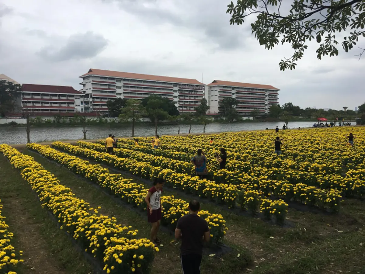 “เหลืองอร่ามบานสะพรั่ง” คนกรุงห้ามพลาดไม่ต้องถ่อไปถึงต่างจังหวัด ไปแค่เขตลาดพร้าว หลังแปลงดอกดาวเรืองเฉลิมพระเกียรติ ชูช่อออกดอกงดงาม