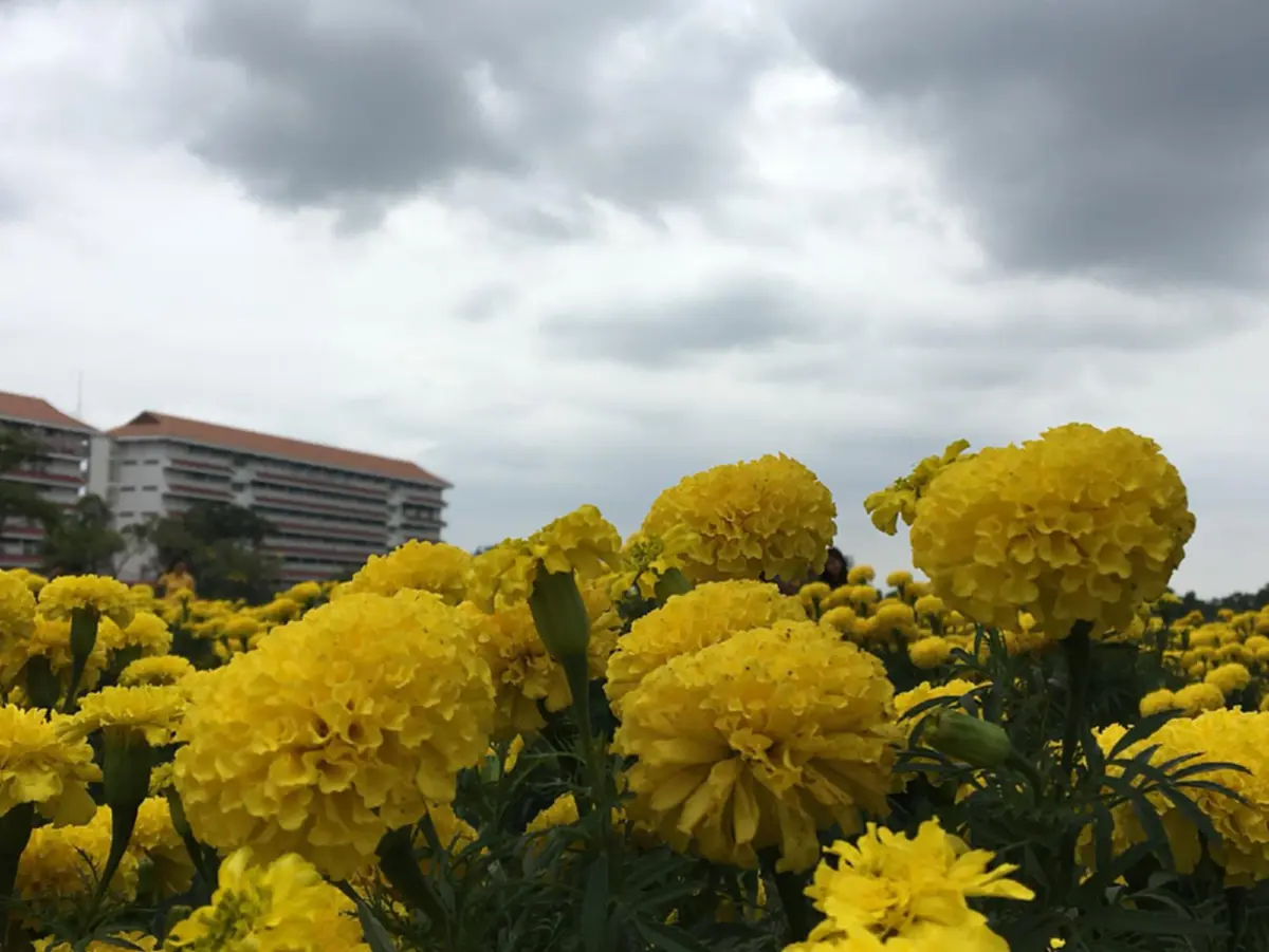 “เหลืองอร่ามบานสะพรั่ง” คนกรุงห้ามพลาดไม่ต้องถ่อไปถึงต่างจังหวัด ไปแค่เขตลาดพร้าว หลังแปลงดอกดาวเรืองเฉลิมพระเกียรติ ชูช่อออกดอกงดงาม