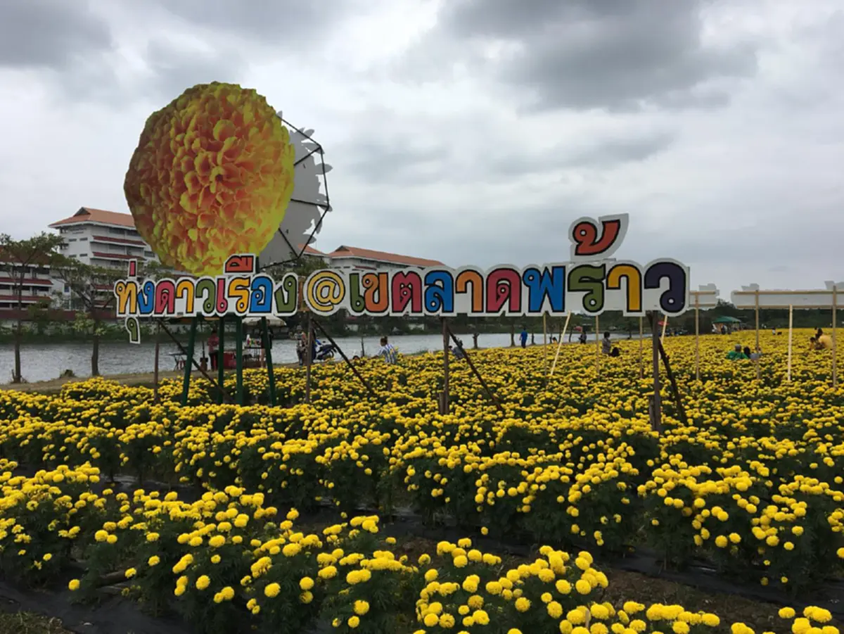 “เหลืองอร่ามบานสะพรั่ง” คนกรุงห้ามพลาดไม่ต้องถ่อไปถึงต่างจังหวัด ไปแค่เขตลาดพร้าว หลังแปลงดอกดาวเรืองเฉลิมพระเกียรติ ชูช่อออกดอกงดงาม