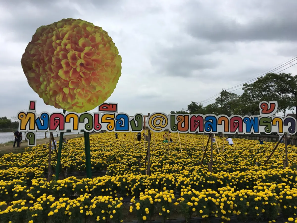“เหลืองอร่ามบานสะพรั่ง” คนกรุงห้ามพลาดไม่ต้องถ่อไปถึงต่างจังหวัด ไปแค่เขตลาดพร้าว หลังแปลงดอกดาวเรืองเฉลิมพระเกียรติ ชูช่อออกดอกงดงาม
