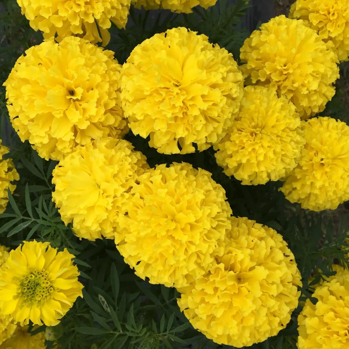 “เหลืองอร่ามบานสะพรั่ง” คนกรุงห้ามพลาดไม่ต้องถ่อไปถึงต่างจังหวัด ไปแค่เขตลาดพร้าว หลังแปลงดอกดาวเรืองเฉลิมพระเกียรติ ชูช่อออกดอกงดงาม