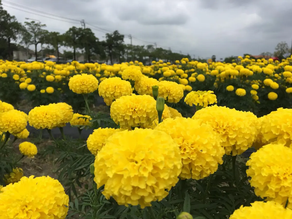 “เหลืองอร่ามบานสะพรั่ง” คนกรุงห้ามพลาดไม่ต้องถ่อไปถึงต่างจังหวัด ไปแค่เขตลาดพร้าว หลังแปลงดอกดาวเรืองเฉลิมพระเกียรติ ชูช่อออกดอกงดงาม