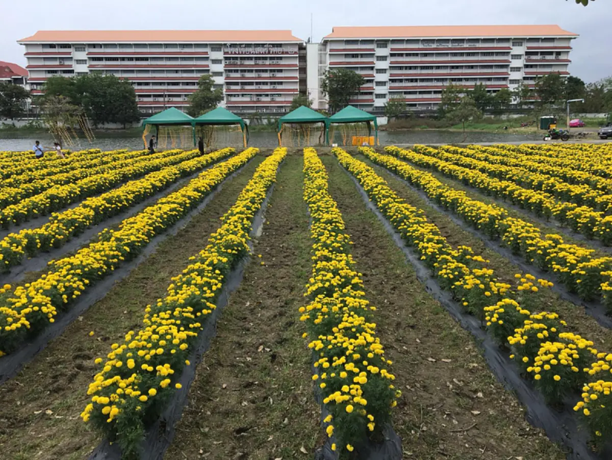 “เหลืองอร่ามบานสะพรั่ง” คนกรุงห้ามพลาดไม่ต้องถ่อไปถึงต่างจังหวัด ไปแค่เขตลาดพร้าว หลังแปลงดอกดาวเรืองเฉลิมพระเกียรติ ชูช่อออกดอกงดงาม