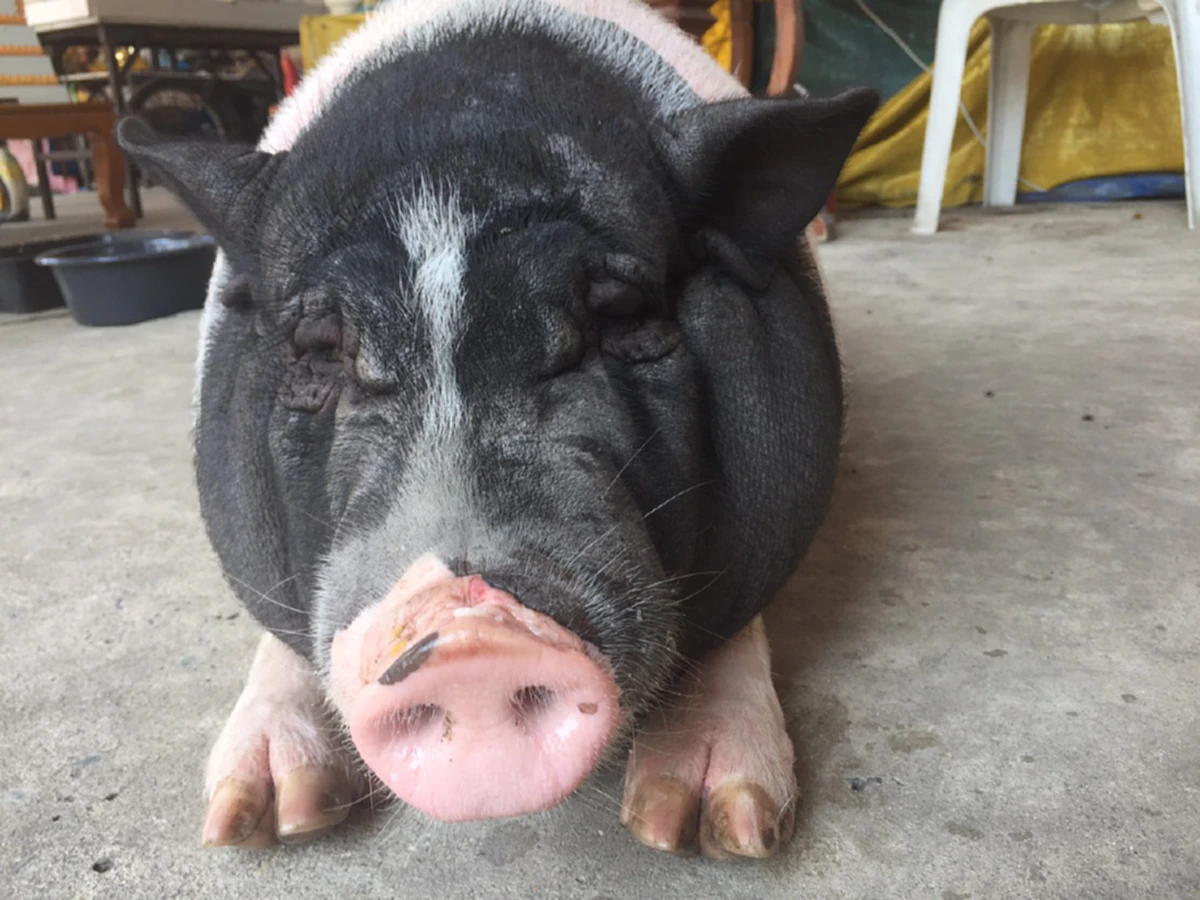 ขวัญใจชาวบ้าน !!! "ณเดชน์" หมูแคระแสนน่ารัก ถูกเจ้าของนำมาปล่อยวัด น่ารักน่าเอ็นดู