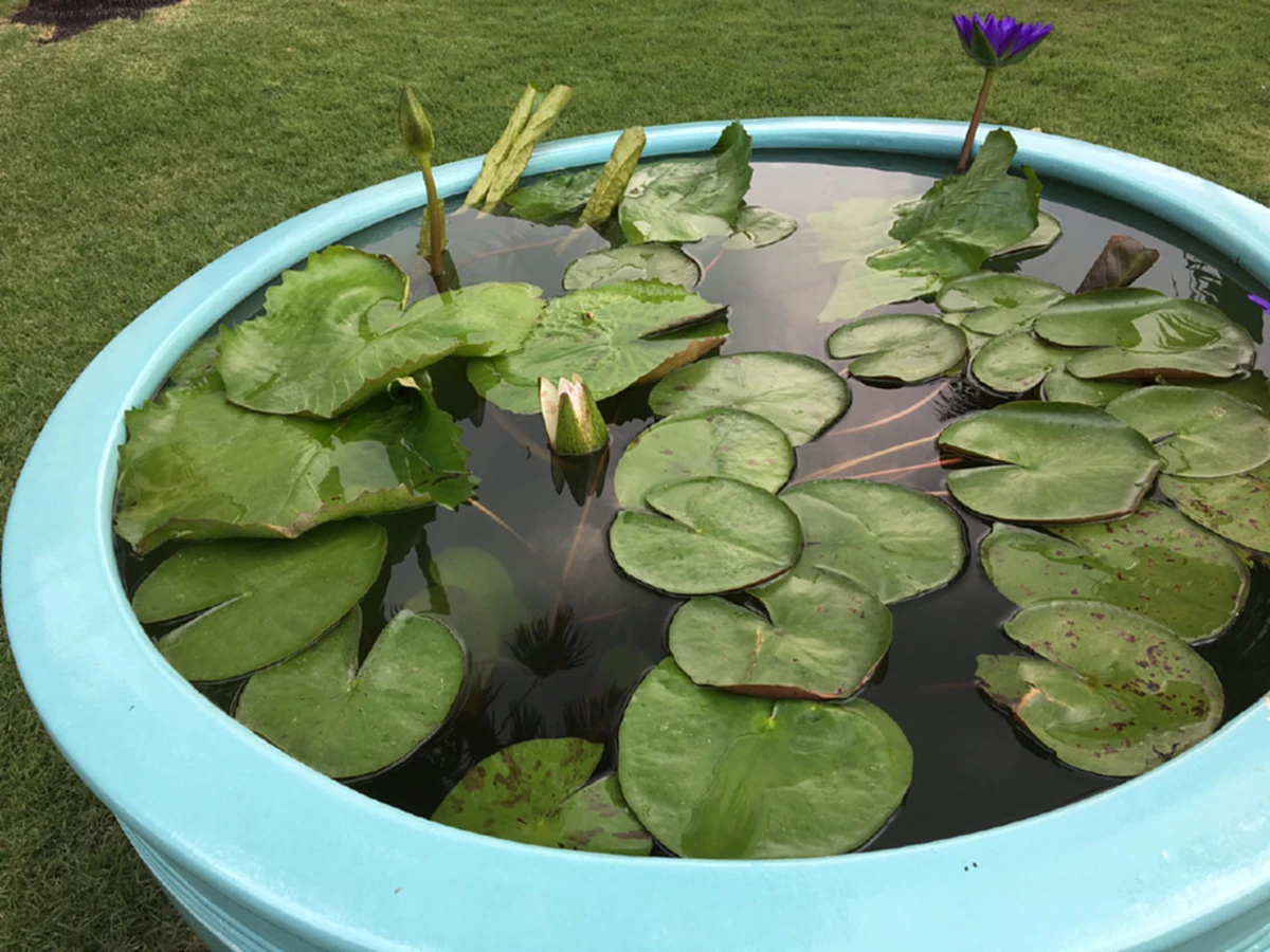 “เปลี่ยนอ่างบัวทำเนียบฯ”สำคัญไฉน “บิ๊กตู่” ถึงควักกระเป๋าเองอ่าน!! สีในหลัก“ฮวงจุ้ย”