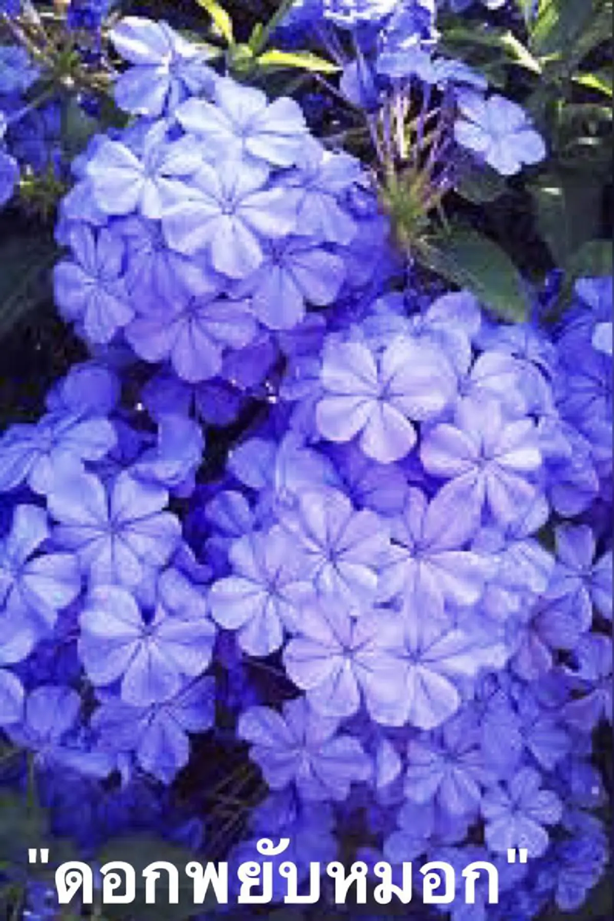"พยับหมอก" ดอกไม้สิริมงคลสีฟ้า ที่ ร.9 ทรงโปรดฯ..ด้วยเป็นสีเดียวกันกับวันพระราชสมภพของ “สมเด็จพระนางเจ้าฯ พระบรมราชินีนาถ”