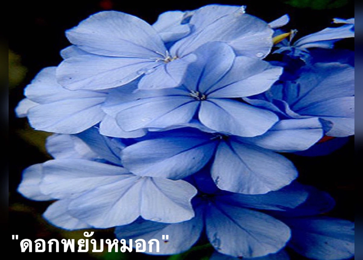 "พยับหมอก" ดอกไม้สิริมงคลสีฟ้า ที่ ร.9 ทรงโปรดฯ..ด้วยเป็นสีเดียวกันกับวันพระราชสมภพของ “สมเด็จพระนางเจ้าฯ พระบรมราชินีนาถ”