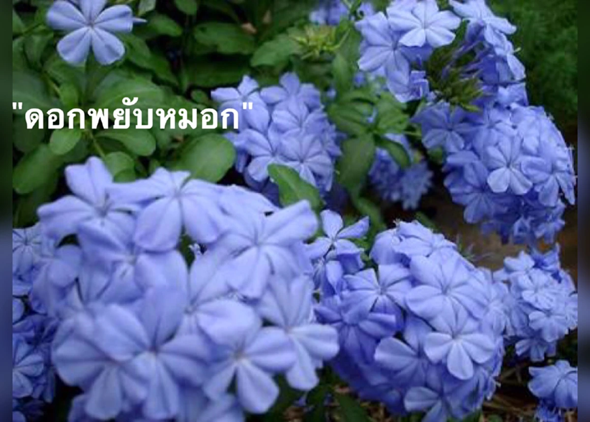 "พยับหมอก" ดอกไม้สิริมงคลสีฟ้า ที่ ร.9 ทรงโปรดฯ..ด้วยเป็นสีเดียวกันกับวันพระราชสมภพของ “สมเด็จพระนางเจ้าฯ พระบรมราชินีนาถ”