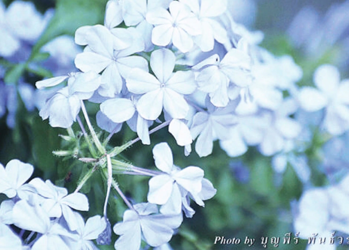 "พยับหมอก" ดอกไม้สิริมงคลสีฟ้า ที่ ร.9 ทรงโปรดฯ..ด้วยเป็นสีเดียวกันกับวันพระราชสมภพของ “สมเด็จพระนางเจ้าฯ พระบรมราชินีนาถ”