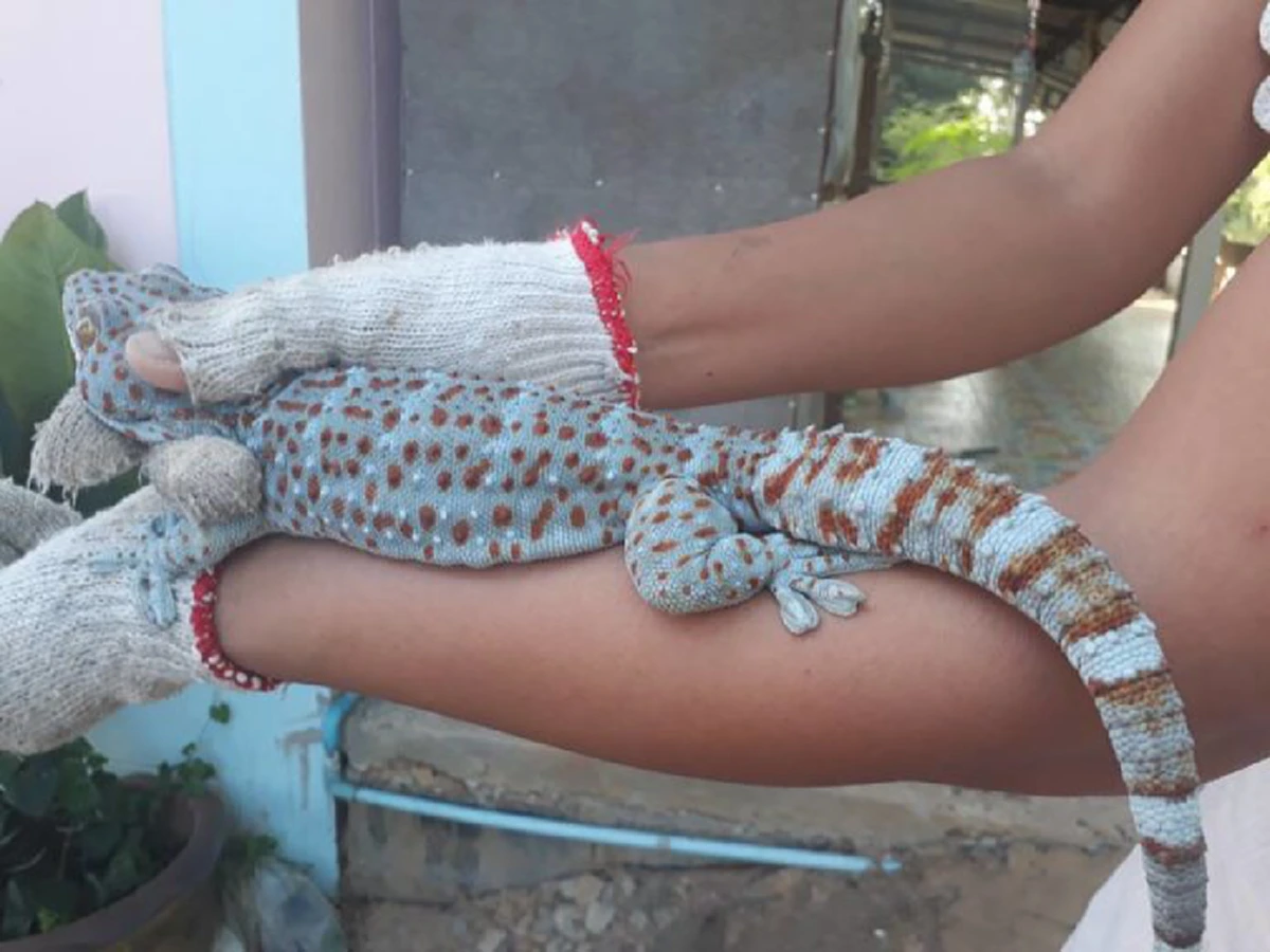 ตุ๊กแก !!! เดียรัจฉานสัตว์ที่น่ารังเกียจและขยะแขยง แต่สนนราคาแพงลิบลิ่วด้วยคุณค่าในเชิงการแพทย์...เยียวยาชีวิตมนุษยชาติ