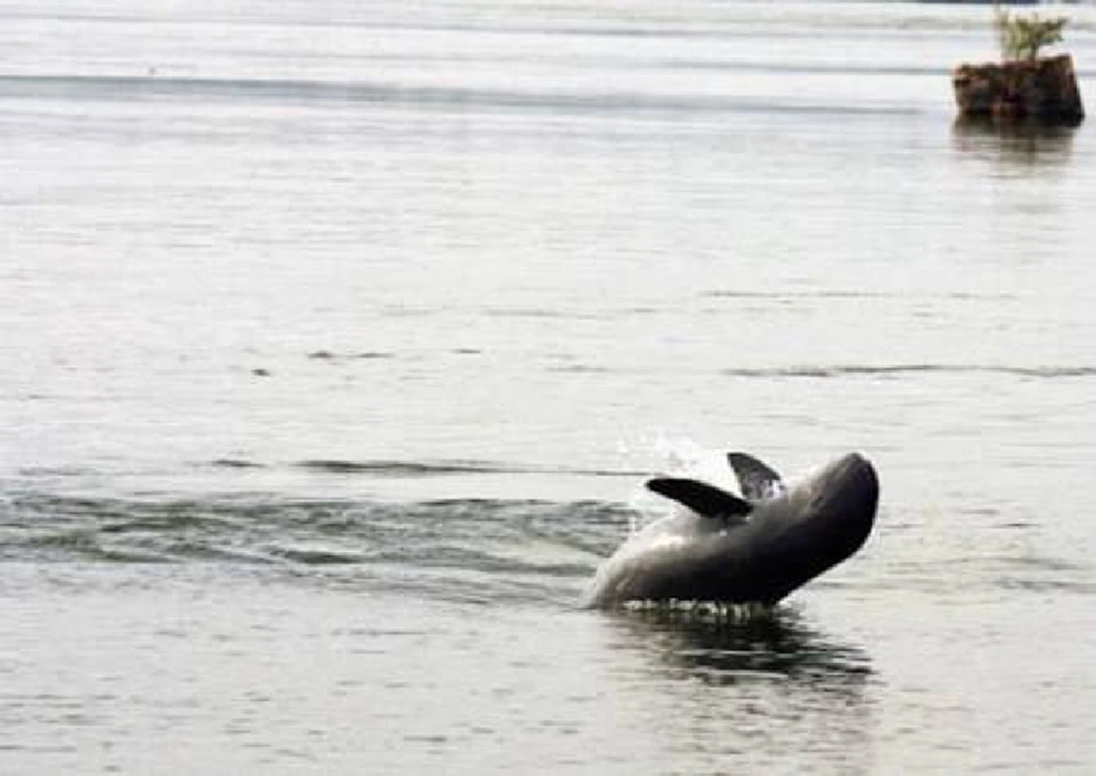 บันทึกไว้ในความทรงจำ !!! รอยยิ้มที่น่ารักของ"โลมาอิรวดี" ที่กำลังจะกลายเป็นตำนาน