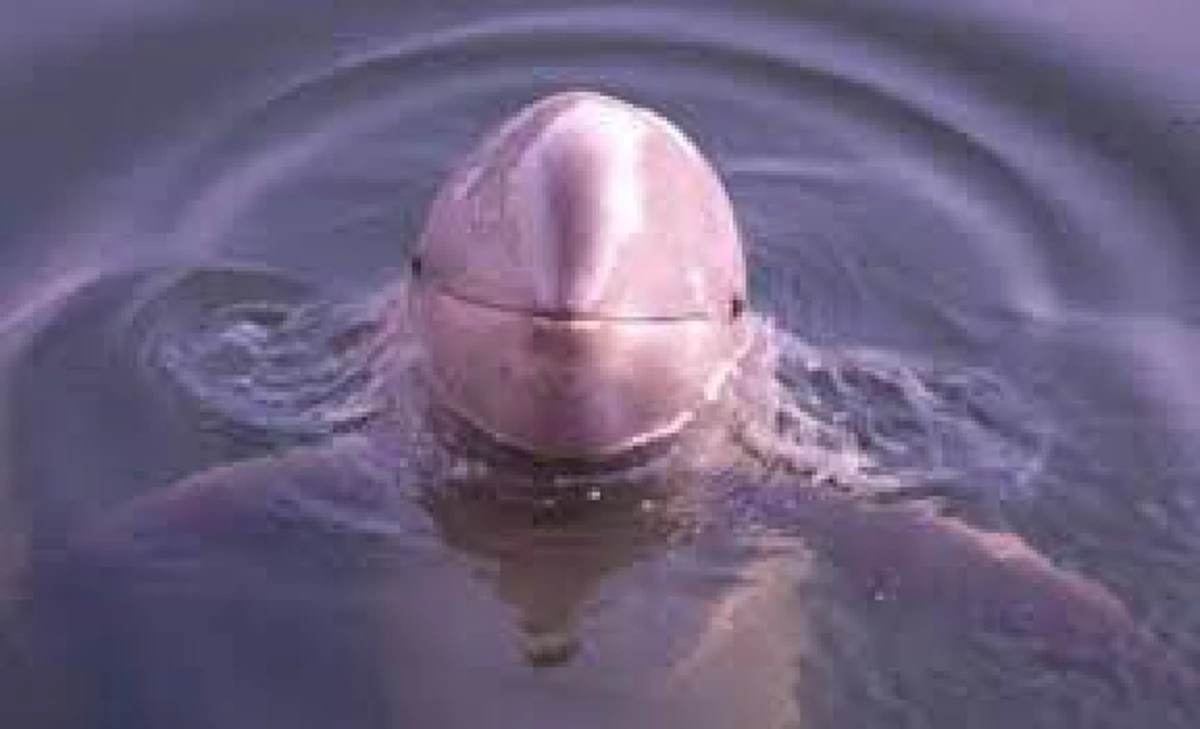 บันทึกไว้ในความทรงจำ !!! รอยยิ้มที่น่ารักของ"โลมาอิรวดี" ที่กำลังจะกลายเป็นตำนาน