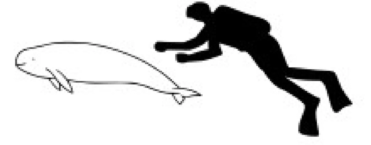 บันทึกไว้ในความทรงจำ !!! รอยยิ้มที่น่ารักของ"โลมาอิรวดี" ที่กำลังจะกลายเป็นตำนาน