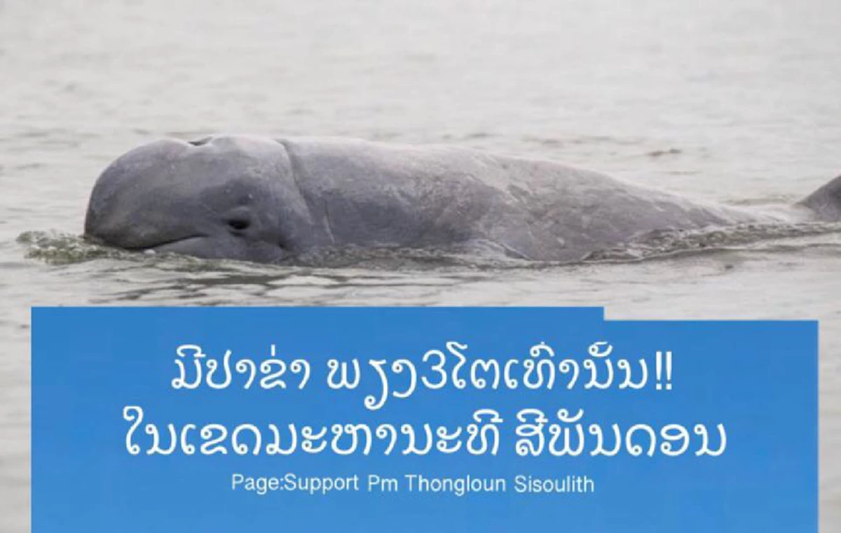 บันทึกไว้ในความทรงจำ !!! รอยยิ้มที่น่ารักของ"โลมาอิรวดี" ที่กำลังจะกลายเป็นตำนาน