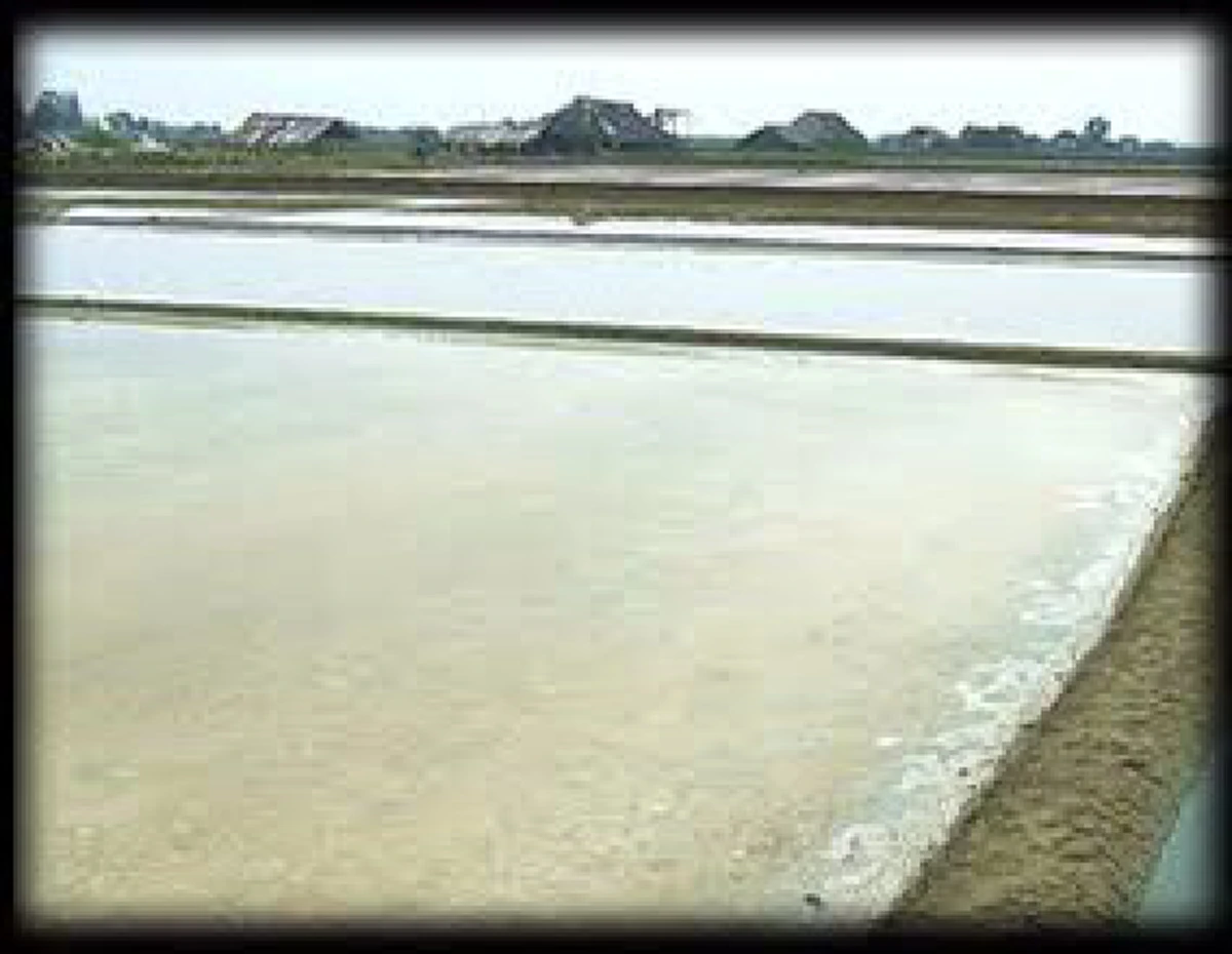 ใช่รึ?...เกลือเค็มเพราะ"ลิ้น"!!! คุณอนันต์-โทษมหันต์ของเกลือ. ...เหตุใดจึงนำเอาความเค็มไปเปรียบกับสตรีที่ไม่"อิ่มรัก"?