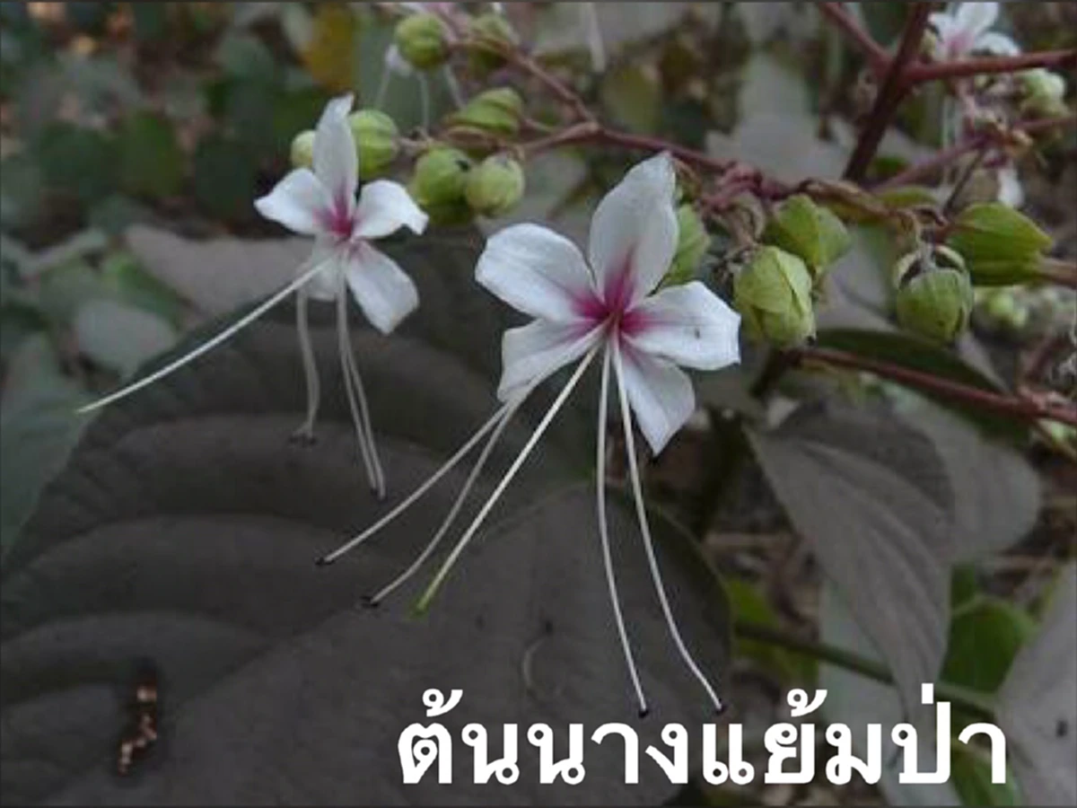 10 พันธุ์ไม้ดอก "อัปมงคล"! ที่ไม่ควรนำมาตกแต่งสวนประดับบ้าน