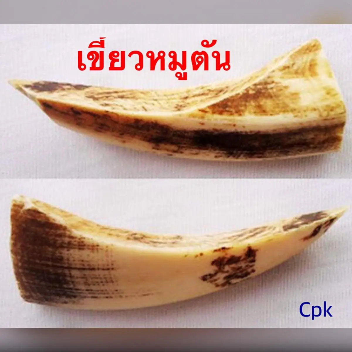 เหลือเชื่อ!! อาถรรพ์ลี้ลับจากสัตว์..."ช้องหมูป่า"-"เขี้ยวหมูตัน" สามารถคุ้มกันภัยให้มนุษย์ได้...ไม่เชื่ออย่าลบหลู่!