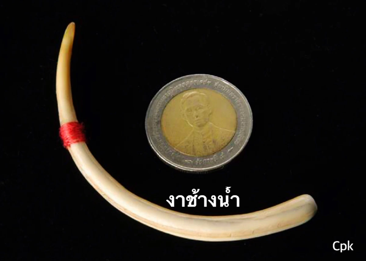 จะใช้"เครื่องรางอาถรรพ์-ของขลัง"ต้องปฏิบัติให้ถูกวิธี! "งากำจัด-งาช้างน้ำ-กระดูกงูเหลือม-คดขนุน-คดมะพร้าว-เค็งเป็นเหล็ก"หาได้ยาก! ที่เห็นส่ว