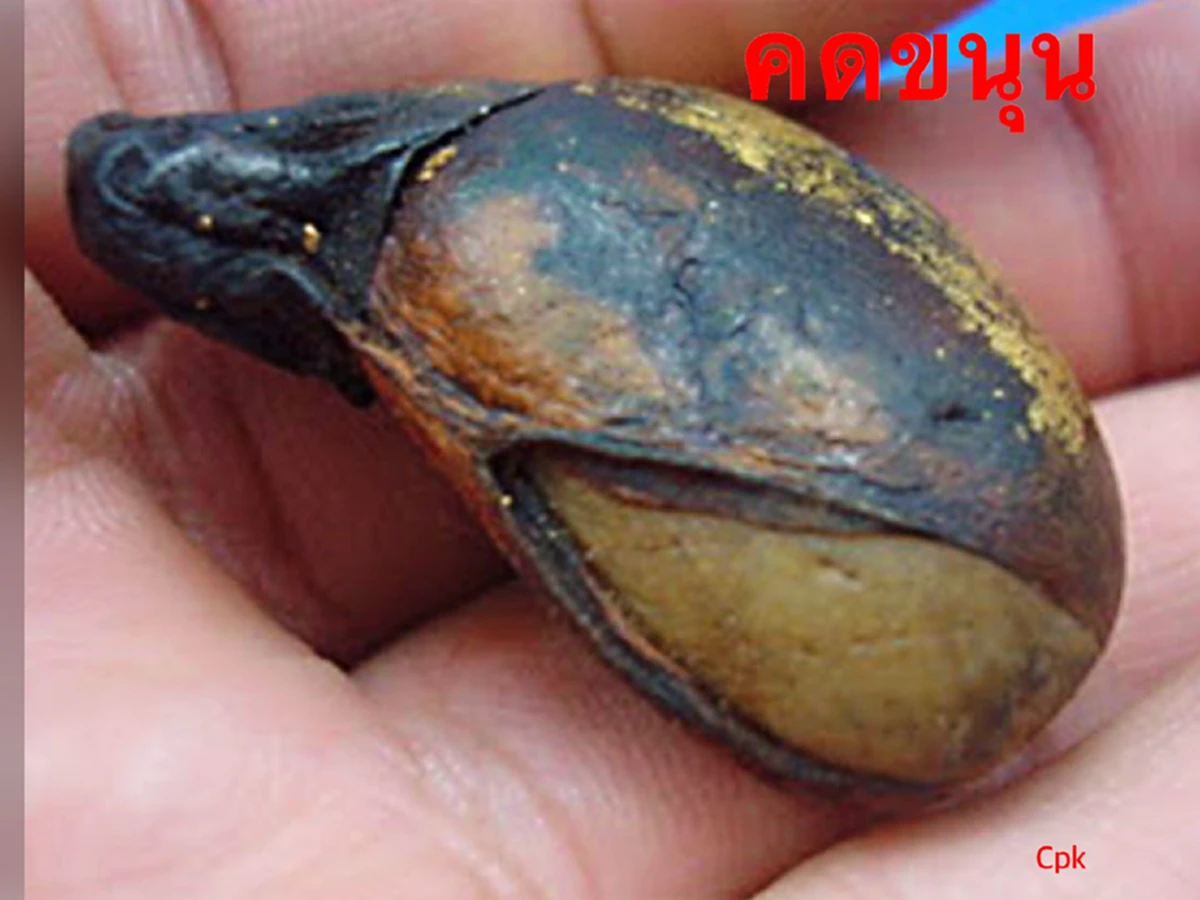 จะใช้"เครื่องรางอาถรรพ์-ของขลัง"ต้องปฏิบัติให้ถูกวิธี! "งากำจัด-งาช้างน้ำ-กระดูกงูเหลือม-คดขนุน-คดมะพร้าว-เค็งเป็นเหล็ก"หาได้ยาก! ที่เห็นส่ว