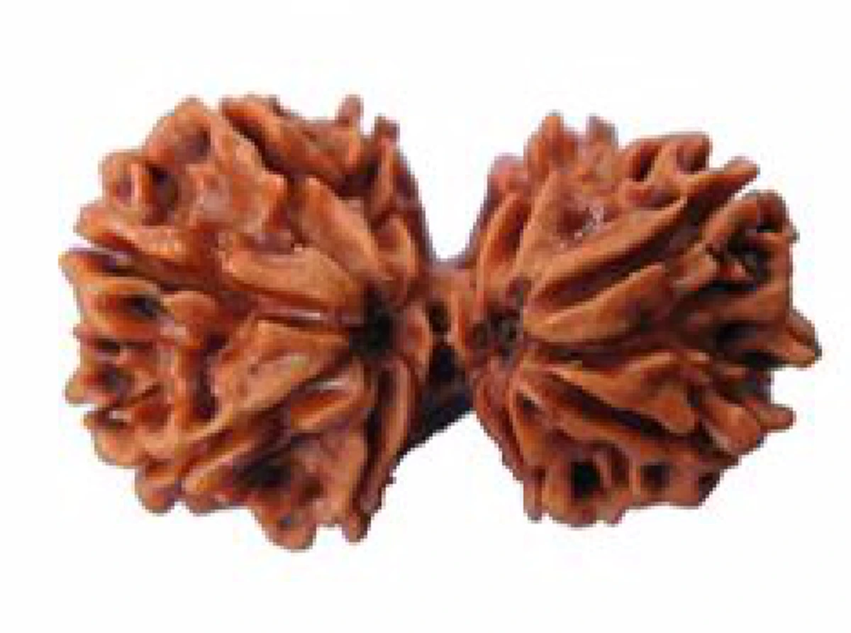 "รุทรักษะ"...ผลไม้มหัศจรรย์!!! "น้ำตาพระศิวะ" เครื่องราง-ของขลังชาวฮินดู คืออะไร?...ให้คุณคุ้มภัยได้จริง...ดูที่มา