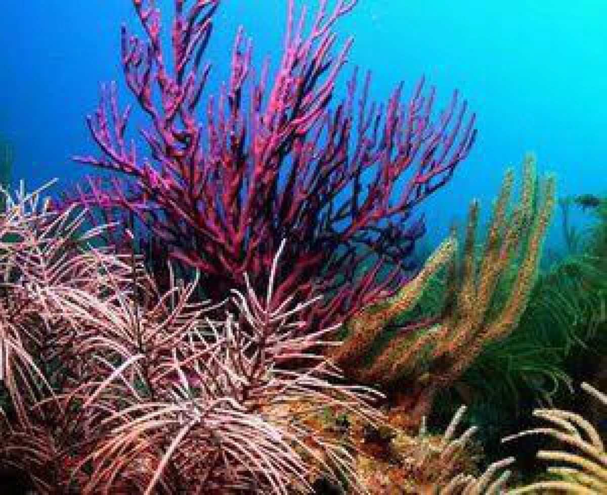 มหัศจรรย์ !! "ปะการัง"พืชอาถรรพ์แห่งใต้ท้องทะเลลึก! สามารถป้องกันภยันตราย ช่วยบำบัดได้...ดูโฉลกสีวิธีการใช้