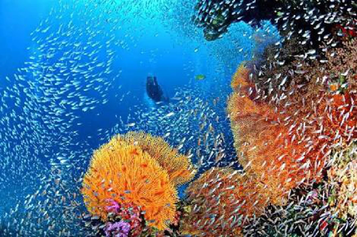 มหัศจรรย์ !! "ปะการัง"พืชอาถรรพ์แห่งใต้ท้องทะเลลึก! สามารถป้องกันภยันตราย ช่วยบำบัดได้...ดูโฉลกสีวิธีการใช้