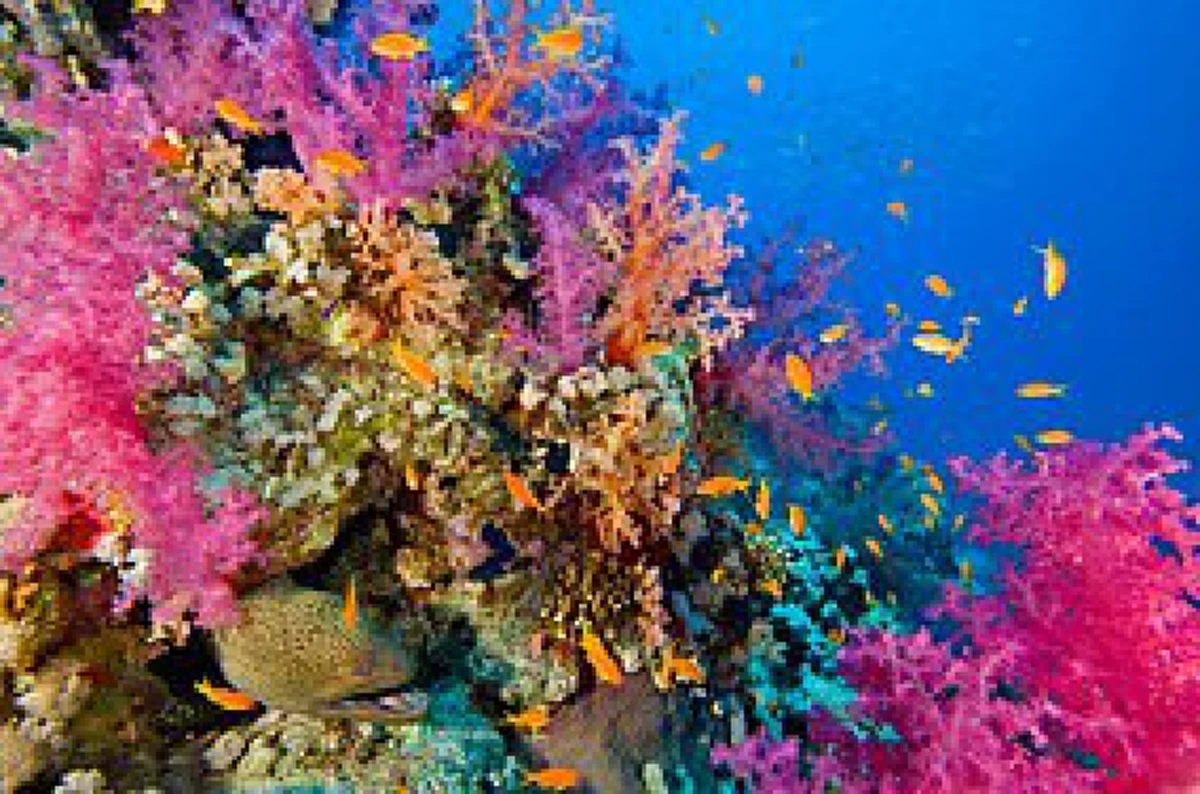 มหัศจรรย์ !! "ปะการัง"พืชอาถรรพ์แห่งใต้ท้องทะเลลึก! สามารถป้องกันภยันตราย ช่วยบำบัดได้...ดูโฉลกสีวิธีการใช้