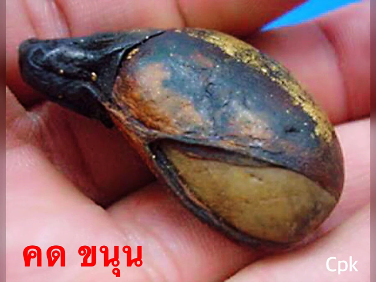 "คดขนุน" เม็ดผลไม้อาถรรพ์!!!  หนึ่งในเครื่องรางของขลังธรรมชาติ..ให้พลังคุ้มกันภยันตราย บันดาลโชคลาภ บันดาลทรัพย์ อยู่ยงคงกระพัน