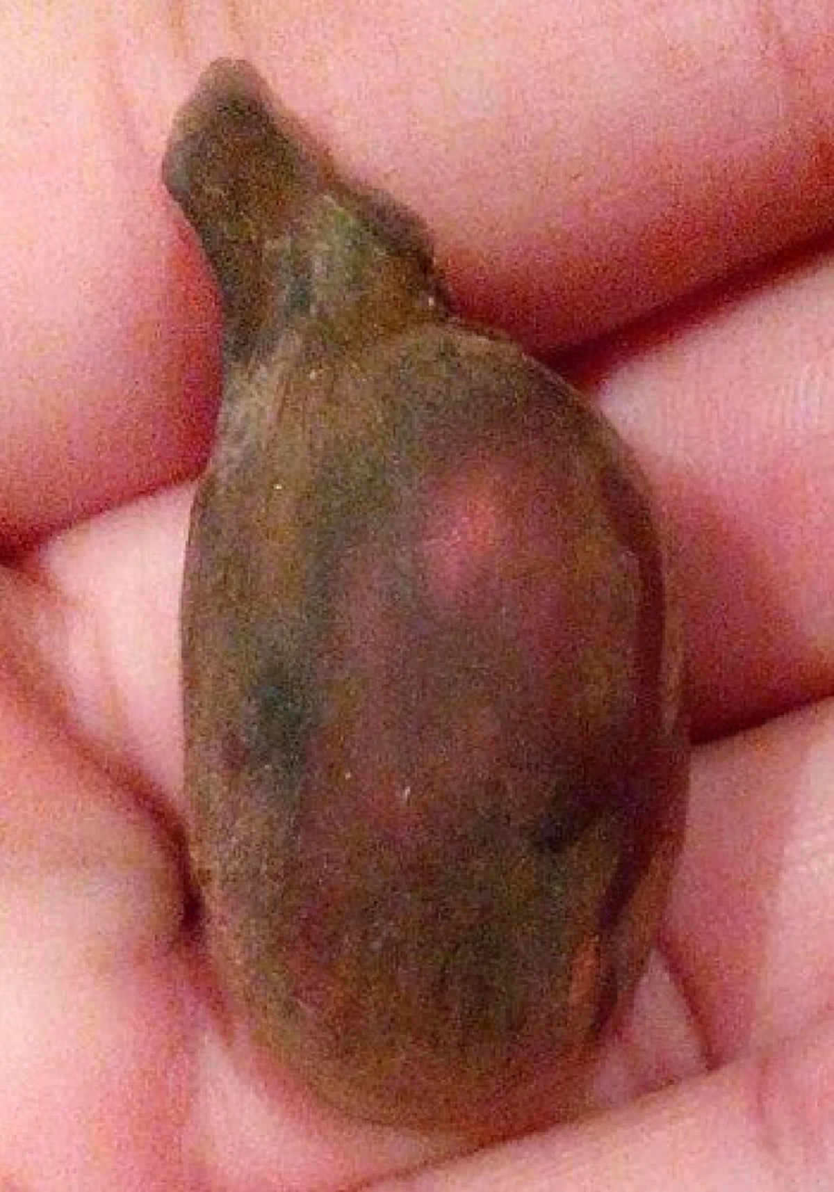 "คดขนุน" เม็ดผลไม้อาถรรพ์!!!  หนึ่งในเครื่องรางของขลังธรรมชาติ..ให้พลังคุ้มกันภยันตราย บันดาลโชคลาภ บันดาลทรัพย์ อยู่ยงคงกระพัน