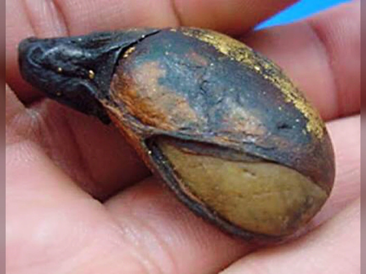 "คดขนุน" เม็ดผลไม้อาถรรพ์!!!  หนึ่งในเครื่องรางของขลังธรรมชาติ..ให้พลังคุ้มกันภยันตราย บันดาลโชคลาภ บันดาลทรัพย์ อยู่ยงคงกระพัน