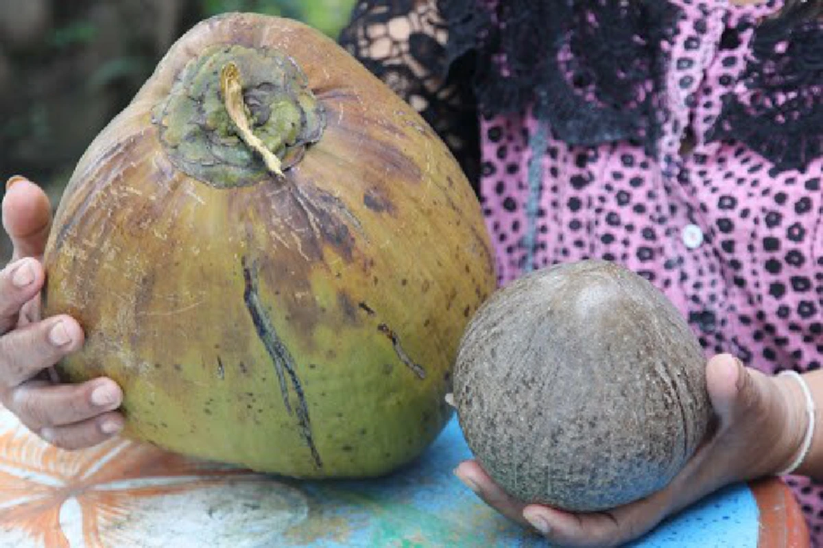 อาถรรพ์!!  "กะลามหาอุตม์"(กะลาไม่มีตา) จากธรรมชาติ เป็นของทนสิทธิ์!!.. สุดขลัง คุ้มกันภัยให้โชคลาภ...หายากสุด. (รายละเอียด)