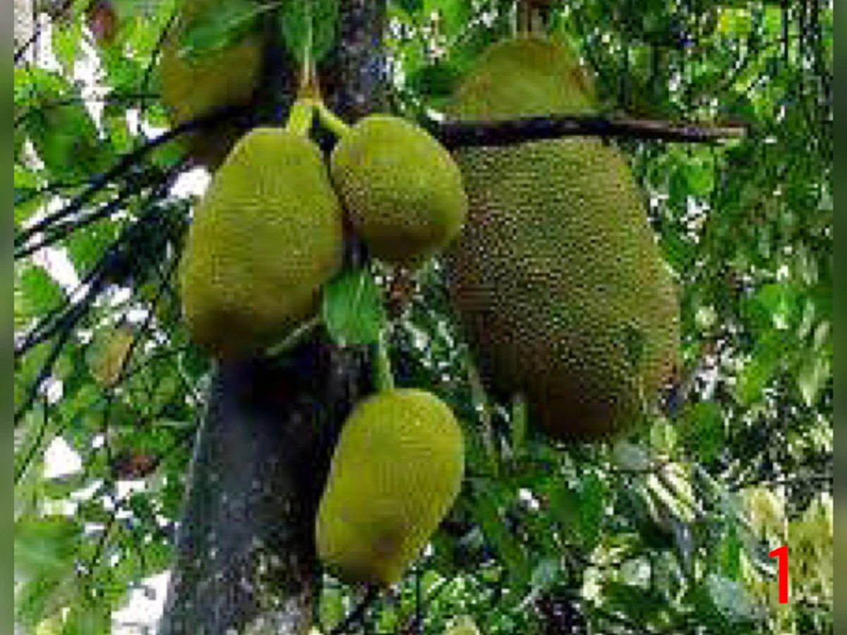 ความเชื่อของคนโบราณ “ต้นไม้ดอกไม้ประดับมงคล” 15 ชนิด ที่ปลูกในบริเวณบ้านแล้ว จะมีความเจริญ รุ่งเรืองดี มีโชคลาภเสริมบารมี ช่วยคุ้มกันภยันตรา