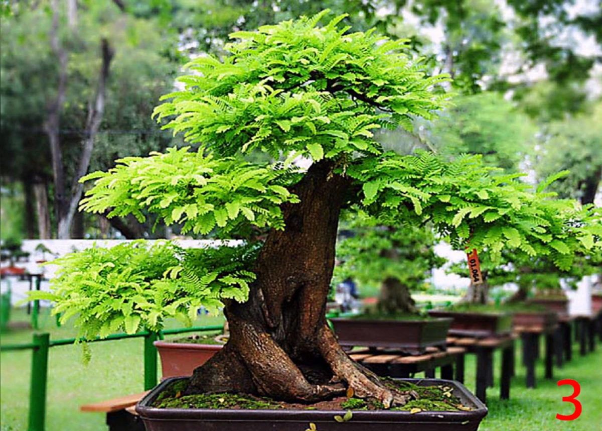 ความเชื่อของคนโบราณ “ต้นไม้ดอกไม้ประดับมงคล” 15 ชนิด ที่ปลูกในบริเวณบ้านแล้ว จะมีความเจริญ รุ่งเรืองดี มีโชคลาภเสริมบารมี ช่วยคุ้มกันภยันตรา