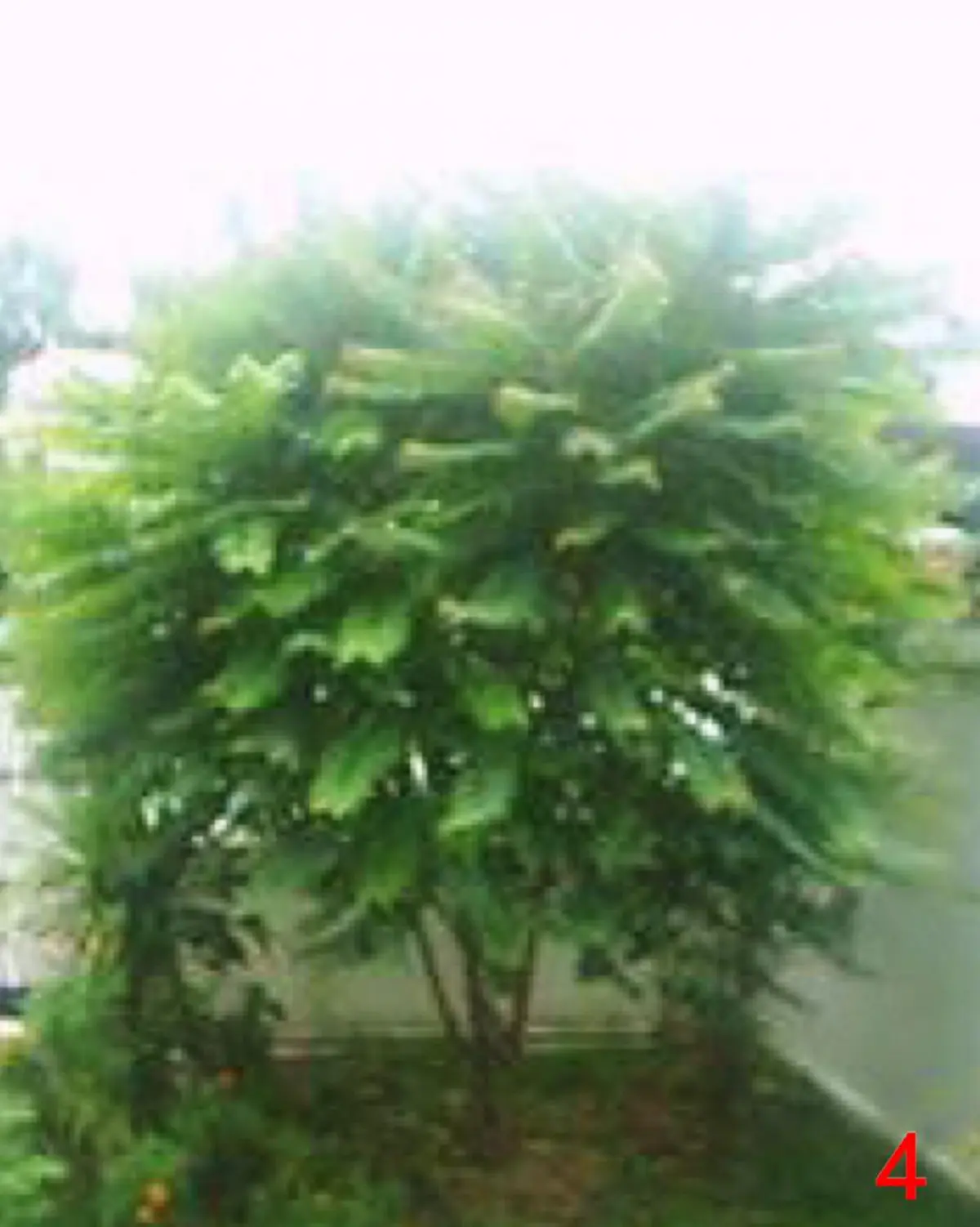 ความเชื่อของคนโบราณ “ต้นไม้ดอกไม้ประดับมงคล” 15 ชนิด ที่ปลูกในบริเวณบ้านแล้ว จะมีความเจริญ รุ่งเรืองดี มีโชคลาภเสริมบารมี ช่วยคุ้มกันภยันตรา