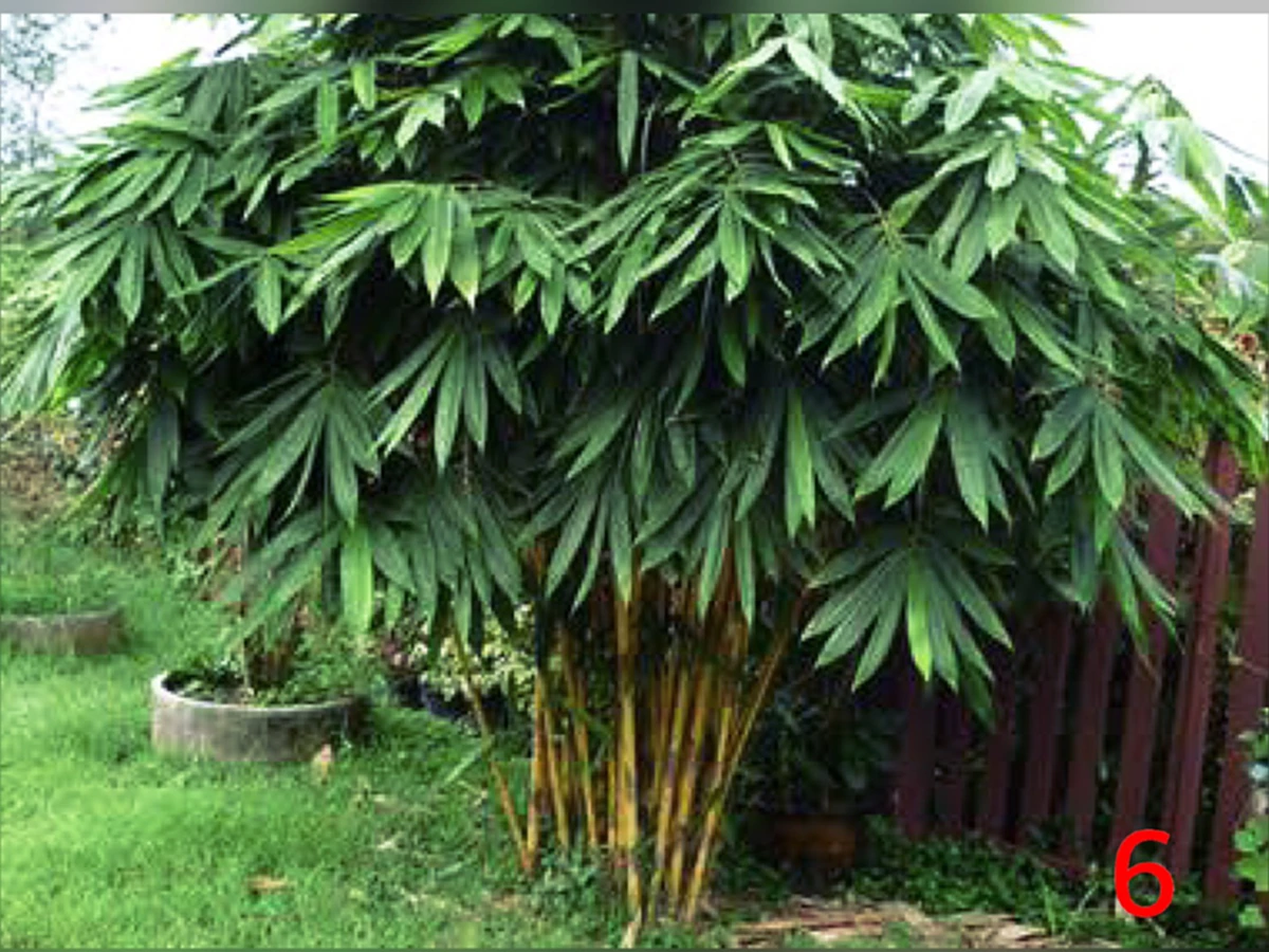 ความเชื่อของคนโบราณ “ต้นไม้ดอกไม้ประดับมงคล” 15 ชนิด ที่ปลูกในบริเวณบ้านแล้ว จะมีความเจริญ รุ่งเรืองดี มีโชคลาภเสริมบารมี ช่วยคุ้มกันภยันตรา