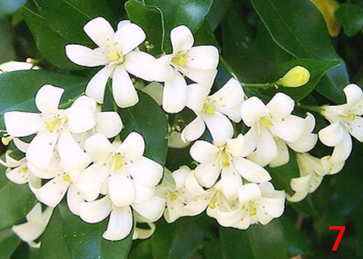 ความเชื่อของคนโบราณ “ต้นไม้ดอกไม้ประดับมงคล” 15 ชนิด ที่ปลูกในบริเวณบ้านแล้ว จะมีความเจริญ รุ่งเรืองดี มีโชคลาภเสริมบารมี ช่วยคุ้มกันภยันตรา