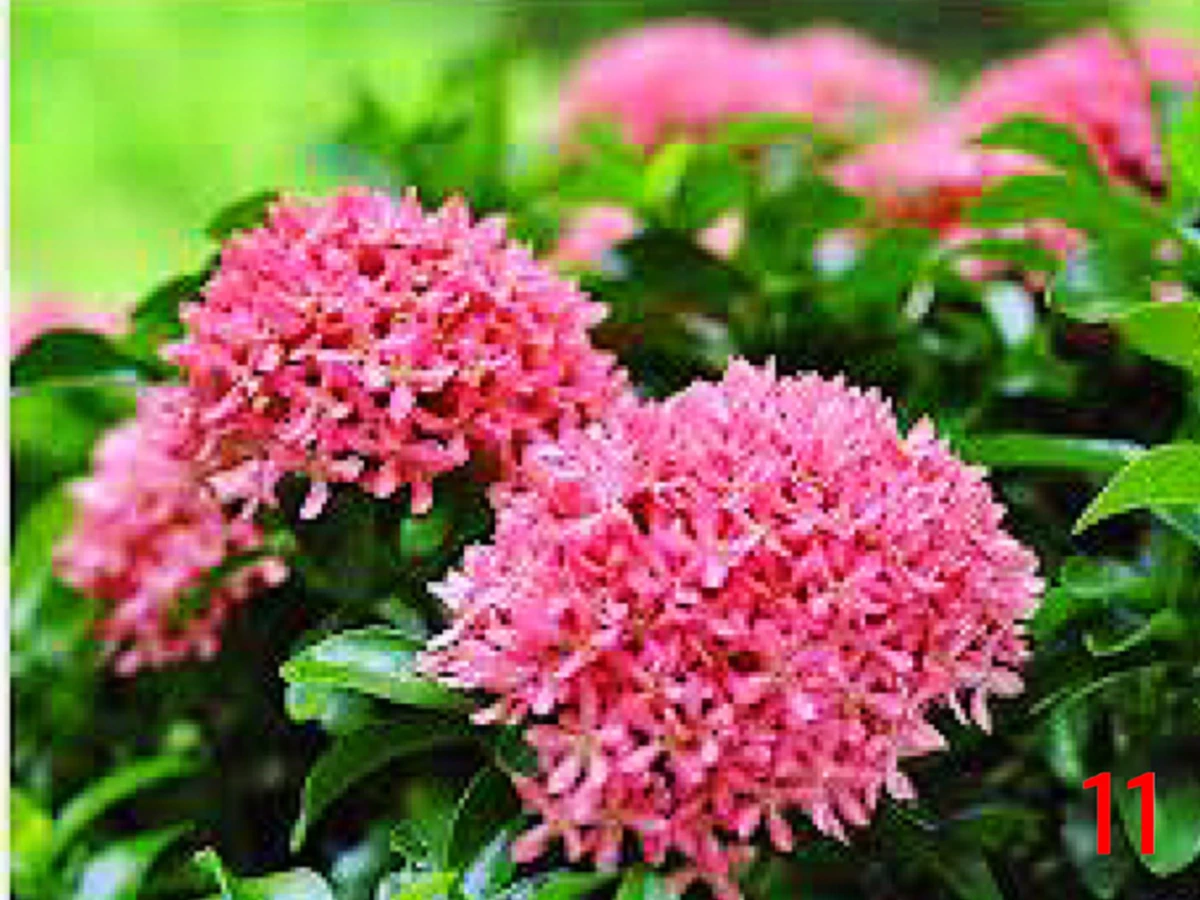 ความเชื่อของคนโบราณ “ต้นไม้ดอกไม้ประดับมงคล” 15 ชนิด ที่ปลูกในบริเวณบ้านแล้ว จะมีความเจริญ รุ่งเรืองดี มีโชคลาภเสริมบารมี ช่วยคุ้มกันภยันตรา