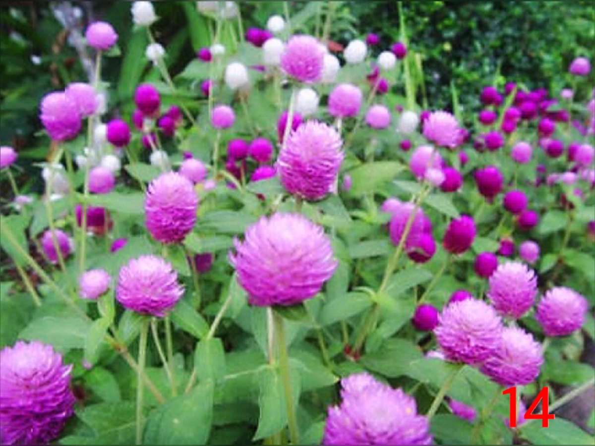 ความเชื่อของคนโบราณ “ต้นไม้ดอกไม้ประดับมงคล” 15 ชนิด ที่ปลูกในบริเวณบ้านแล้ว จะมีความเจริญ รุ่งเรืองดี มีโชคลาภเสริมบารมี ช่วยคุ้มกันภยันตรา