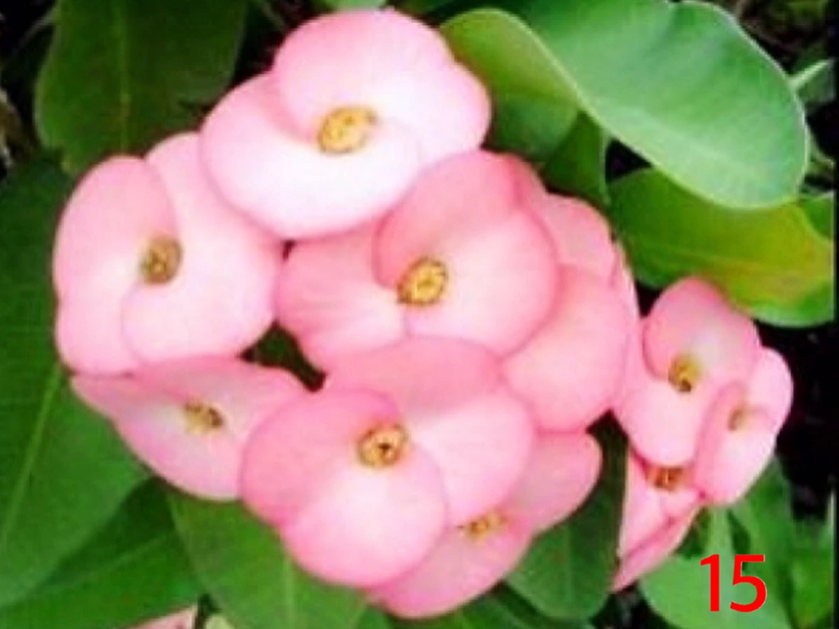 ความเชื่อของคนโบราณ “ต้นไม้ดอกไม้ประดับมงคล” 15 ชนิด ที่ปลูกในบริเวณบ้านแล้ว จะมีความเจริญ รุ่งเรืองดี มีโชคลาภเสริมบารมี ช่วยคุ้มกันภยันตรา